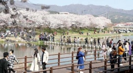 서산시 해미면, 제3회 해미벚꽃축제 개최