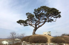 홍성군, 서부면 궁리 보호수에 피뢰침 설치