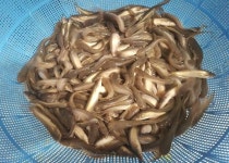 충남도 수산자원연구소, 자연산·양식산 인공수정