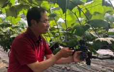 보령 남포 사현포도, 첫 수확