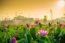 제2회 함안 연꽃테마파크 연꽃 사진 공모전 개최