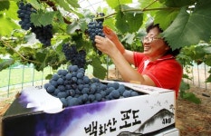 태안군 당도 높은 태안 포도 드셔보세요