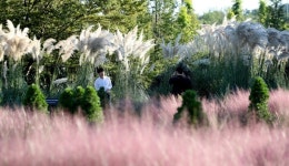 태안군, 코리아플라워파크 가을꽃축제 개막