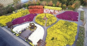 [포토] 보령시 농업기술센터로 국화향 맡으러 오세요