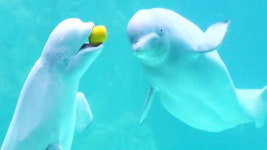 [우리모두뉴스] 롯데월드 아쿠아리움은 흰고래 벨루가를 자연으로 돌려보냈어요