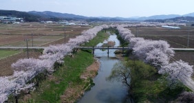 홍성군 홍동면, 홍동천 명품 벚꽃길 랜드마크로 육성