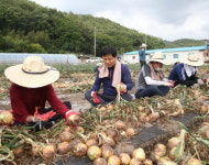 [포토] 전남교육청 직원들, 농촌 일손돕기 구슬땀