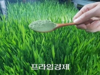 전남 여수, 스마트팜으로 새싹보리 재배 농업회사 팜스 눈길