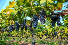 달콤한 영천 포도의 막바지 출하