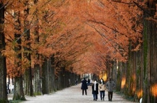 [포토] 가을이 물들어가는 담양 메타세쿼이아길