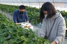 서부발전 장애인 치유농장 스마트 케어팜 산돌팜 첫 수확