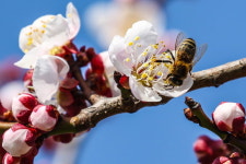 봄 손님, 매화와 꿀벌