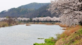 천안시, 북면 등 벚꽃 명소 코로나19 안전대책 추진