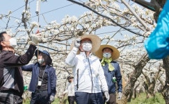 오세현 아산시장, 봉사단체와 배 화접 일손 지원