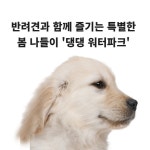 [카드] 반려견과 특별한 봄 나들이 댕댕 워터파크