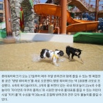 [카드] 반려견과 특별한 봄 나들이 댕댕 워터파크