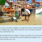 [카드] 반려견과 특별한 봄 나들이 댕댕 워터파크