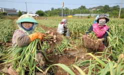 [포토] 감칠맛 일품 태안 마늘 수확 한창
