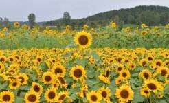 [포토] 부여군, 구드래 둔치에 활짝 핀 해바라기 눈길