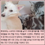 [카드] 롯데마트 펫 전문 매장 콜리올리 1호점 오픈