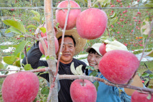 [포토] 산청 황매산골 사과 맛보세요