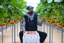 [포토] 흥해 딸기 맛 최고!