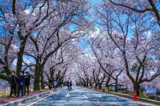 [포토] 김유신로에 펼쳐진 벚꽃길