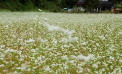 [포토] 청양 대치면 메밀꽃 필 무렵 연출