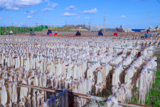 [포토] 포항 구룡포 오징어가 풍년일세