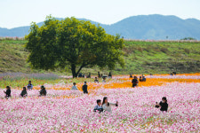 꽃들이 가을을 노래하다…함안 악양생태공원 & 둑방꽃길