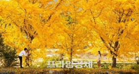 [해양머드 보령] 제8회 청라은행마을 단풍축제 3년 만에 개최