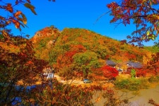 [포토] 포항 오어사 오색단풍 최고에요