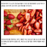 [카드] 파리바게뜨, 3년 연속 논산 딸기 농가 지원