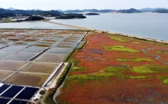한국의 5대 갯벌 탐방2 전남 신안 갯벌-슬로시티 증도