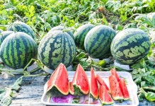 함안군 원예산업 우수…최초서 최고로 원예메카 부상