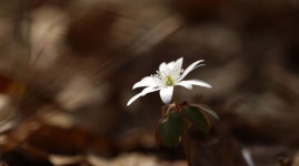 [포토] 서산시 성연면 고남리 고남저수지 인근 야산에 봄을 알리는 야생화 활짝