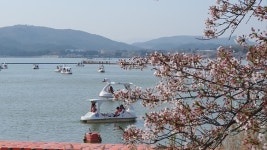 [포토] 벚꽃비 내리는 경주 보문호