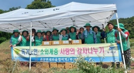 [포토] 부여 은산면 남·여 새마을지도자 사랑의 햇감자 수확
