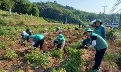[포토] 부여 은산면 남·여 새마을지도자 사랑의 햇감자 수확