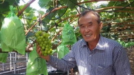 의령 샤인머스켓 맛있게 익어…추석 선물 추천