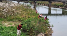 서산시, 생태계 교란 생물 퇴치 및 환경정화활동 실시