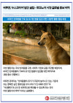 [카드] 비투엔, 수스코리아 법인 설립…펫코노미 시장 글로벌 홍보 박차