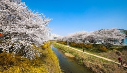 [포토] 꽃캉스 하러 당진으로 가 봄(春) 당진천 벚꽃길