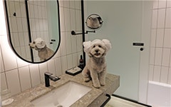 테이크호텔 서울 광명, 다양한 펫 패키지 선봬