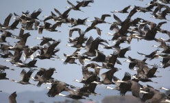 서산시 천수만, 철새도래지로서 위상 강화…야생조류 증가세