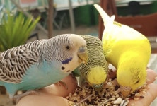 [홍성군 소식] 홍성 치유쉼터 앵무새와 함께하는 산책 운영…자연 속 특별한 교감