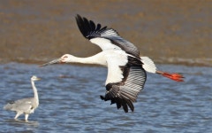 10년의 실험이 국가 모델이 되다…예산황새공원 보호를 넘어 복원 체계를 만들다