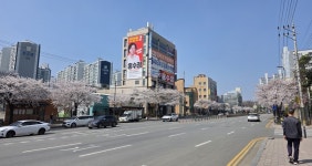벚꽃길 위에 핀 홍수정…천안 신방동, 봄바람 타고 존재감