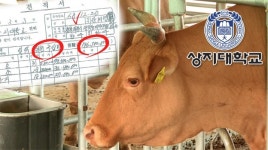 상지대의 한우 67마리 부당거래