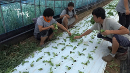 맨땅의 농사  젊은협업농장 이야기